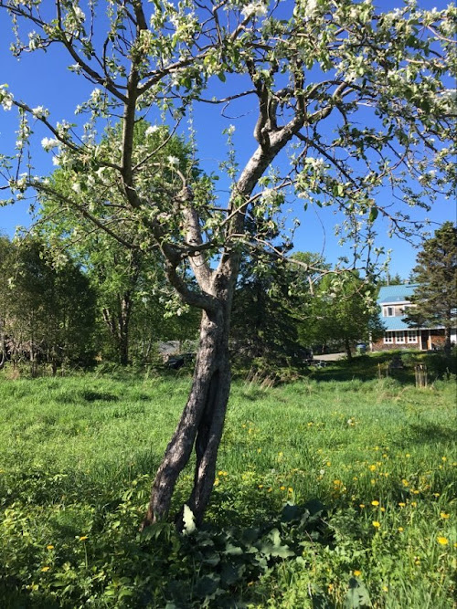 Le coureur des bois