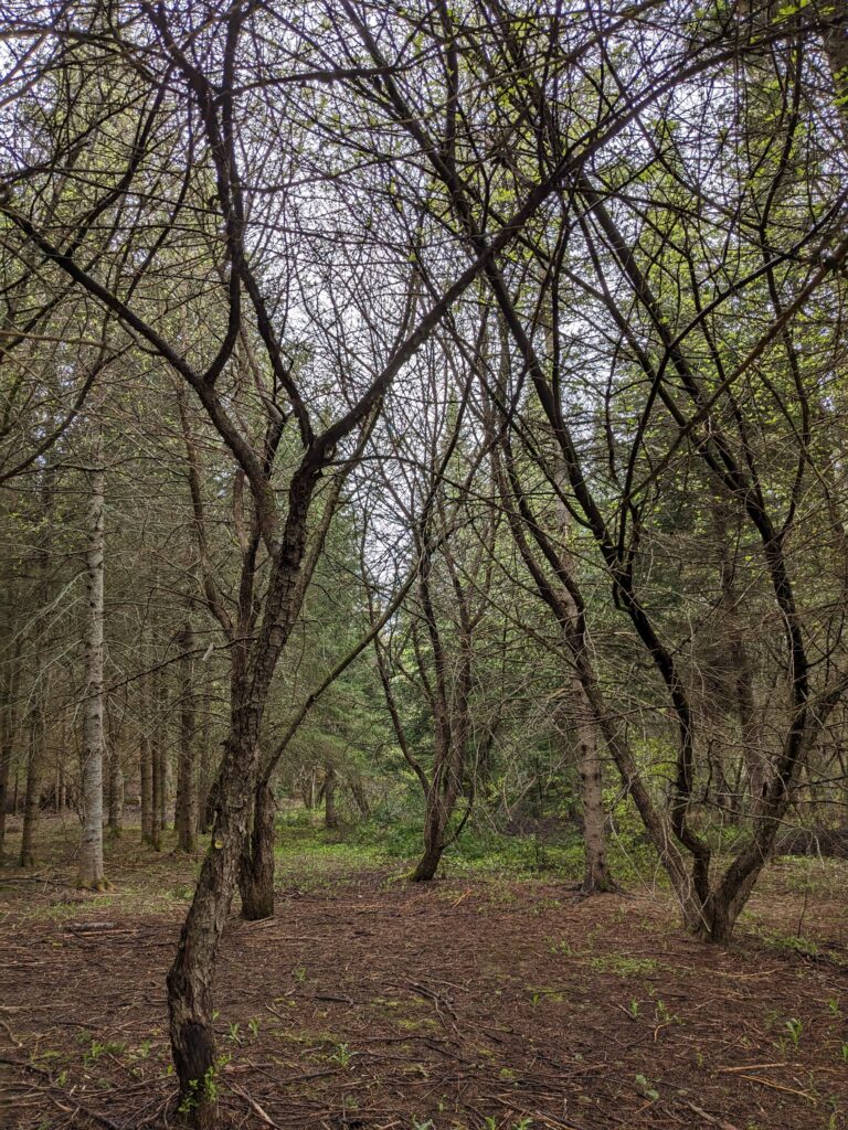 pxl 20230520 132137309