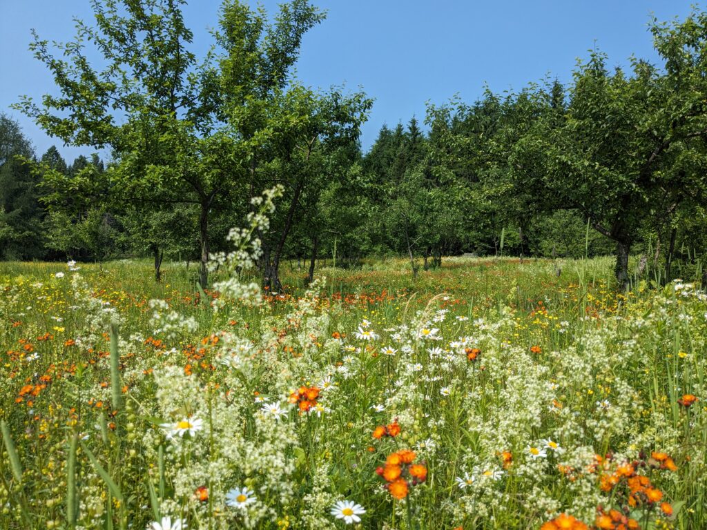 pxl 20230701 141446979